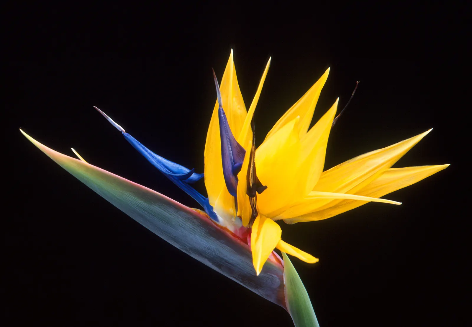Bird Of Paradise (Strelitzia Reginae) — consistent moisture will promote lush foliage and more vibrant blooms