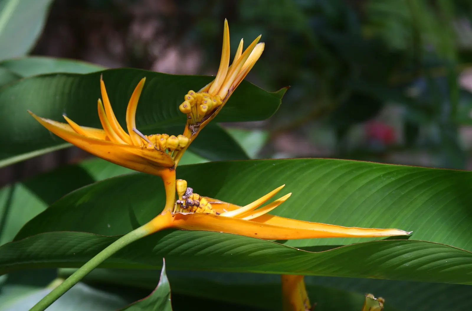 Bird Of Paradise (Strelitzia Reginae) — Hardiness is a consideration; consistent moisture will promote lush foliage and more vibrant blooms