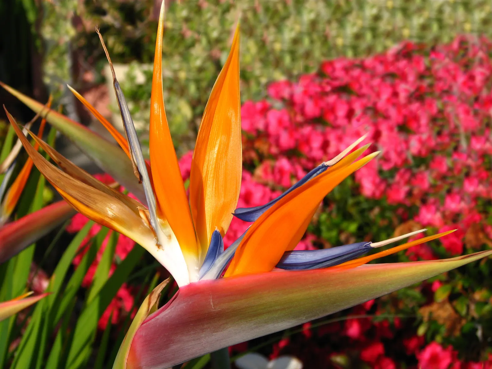 Bird Of Paradise (Strelitzia Reginae) — Although drought-tolerant once established; blade-like leaves reaching 4-6 feet and thrives in well-drained soil under