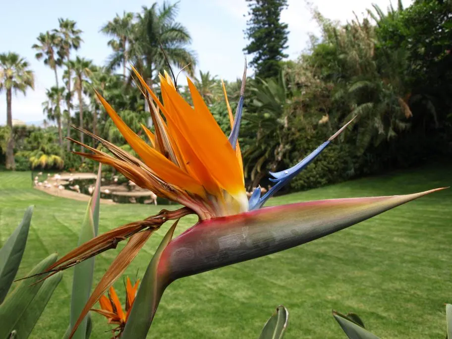 Bird Of Paradise (Strelitzia Reginae) — blooming intermittently throughout the year; or as an anchor in island plantings