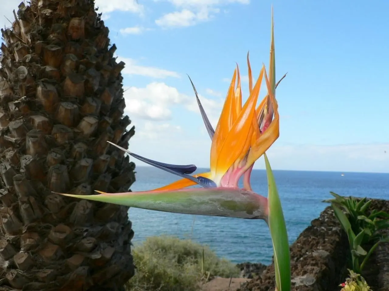 Bird Of Paradise (Strelitzia Reginae) — The flowers consist of vivid orange and blue hues and are nestled within purplish bracts; consistent moisture will