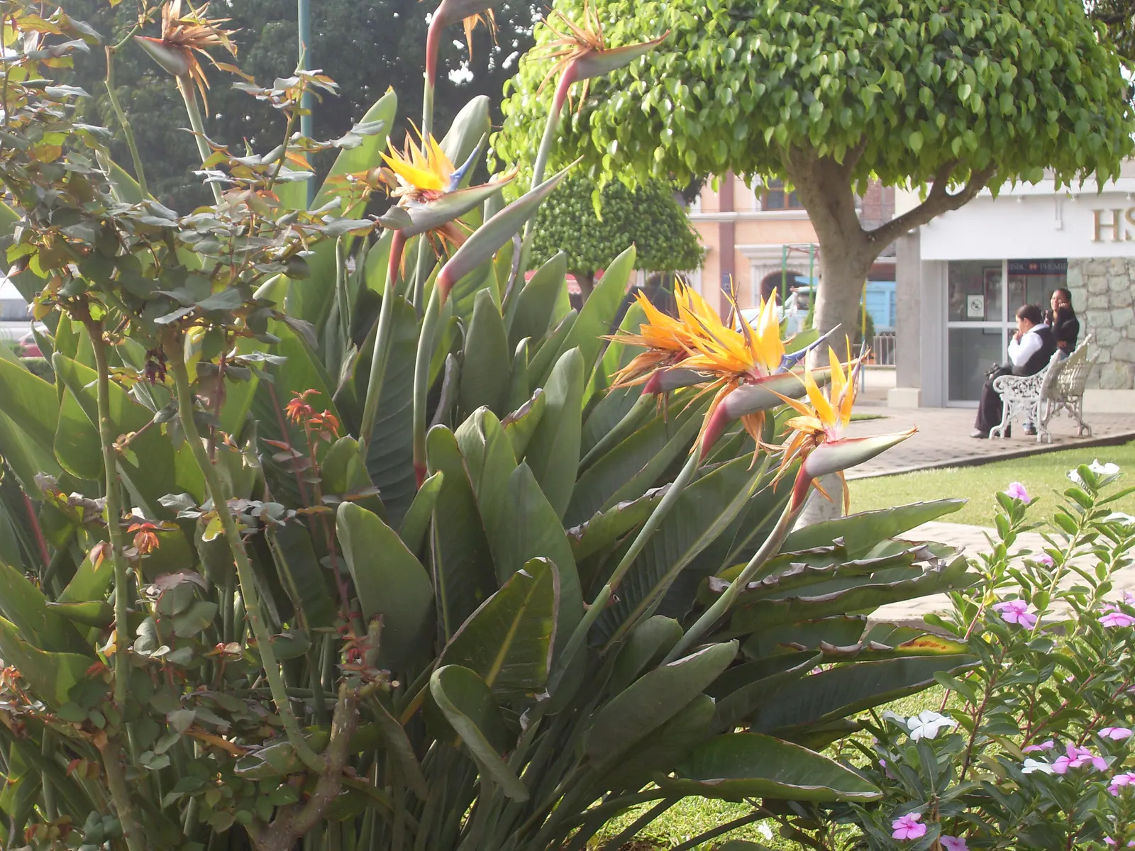 Bird Of Paradise (Strelitzia Reginae) — it is also necessary to provide protection from strong winds to prevent leaf damage.<br><br>For optimal growth; or as