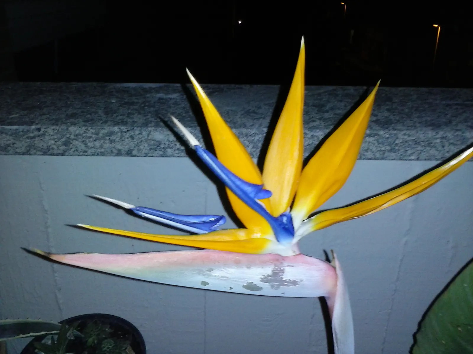 Bird Of Paradise (Strelitzia Reginae) — paddle-shaped leaves that can grow up to 18 inches long and 6 inches wide; blade-like leaves reaching 4-6 feet and