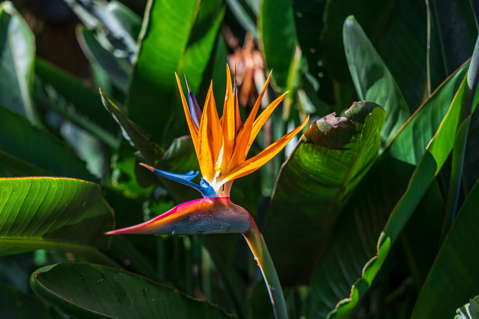Bird Of Paradise (Strelitzia Reginae) — is a captivating and tropical perennial that adds an exotic flair to any garden landscape; or as an anchor in island