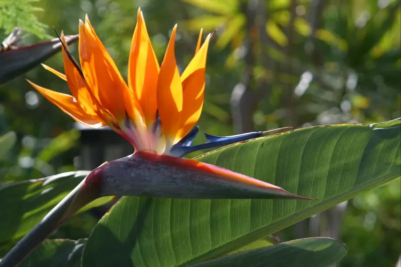 Bird Of Paradise (Strelitzia Reginae) — which resembles a colorful bird in flight; the flowers consist of vivid orange and blue hues and are nestled within
