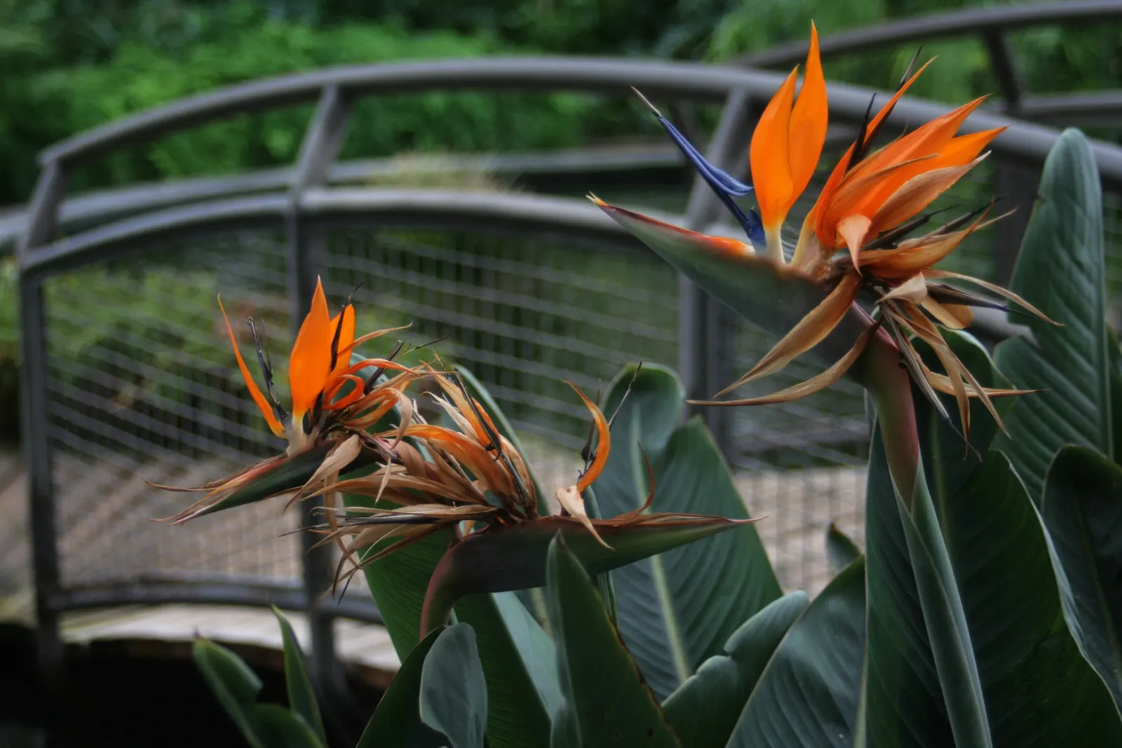 Bird Of Paradise (Strelitzia Reginae) — commonly called Bird of Paradise; blade-like leaves reaching 4-6 feet and thrives in well-drained soil under full to