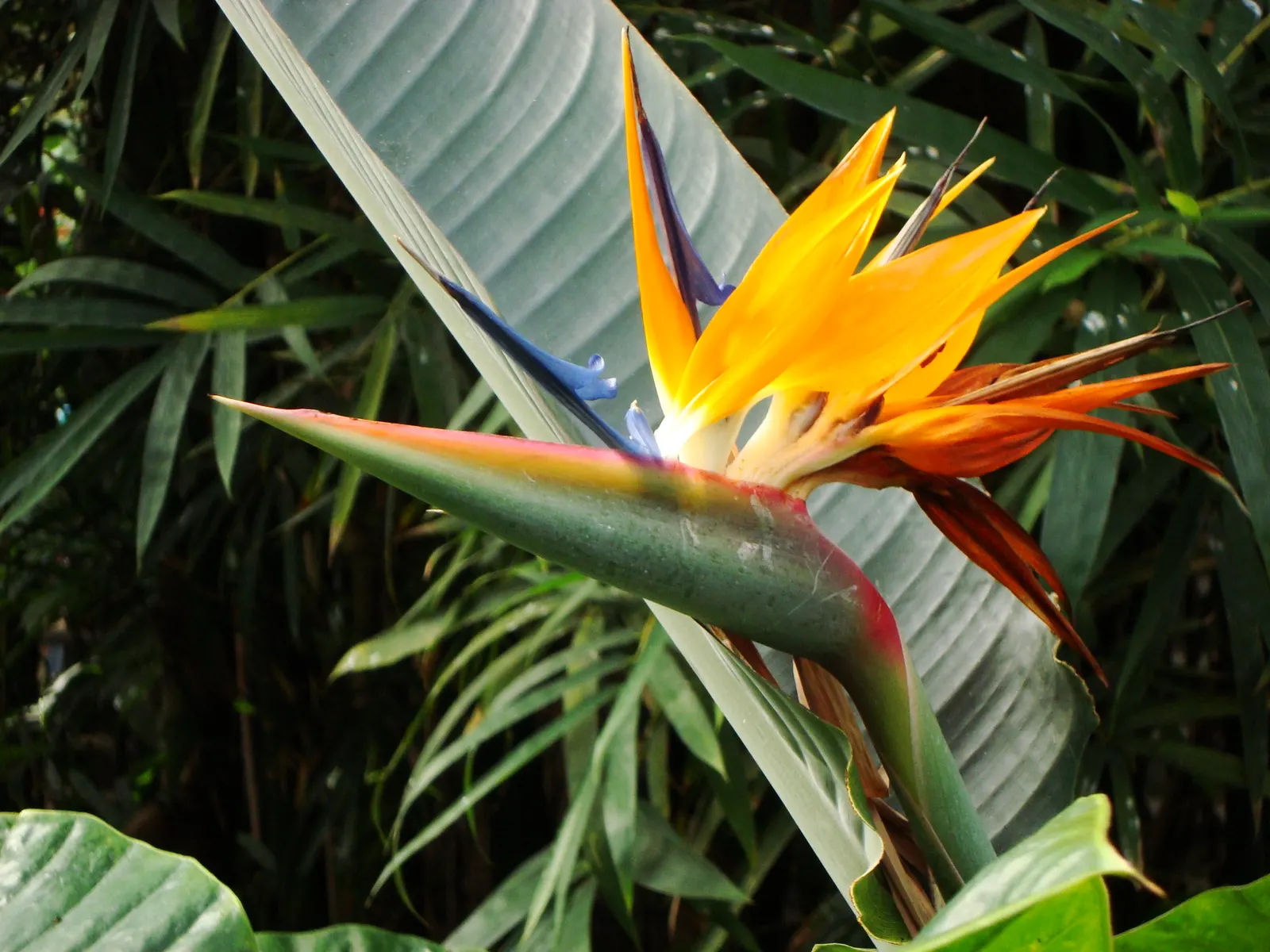 Bird Of Paradise (Strelitzia Reginae) — These grey-green leaves emerge from a slow-growing trunk that forms multiple stems over time; the flowers consist of