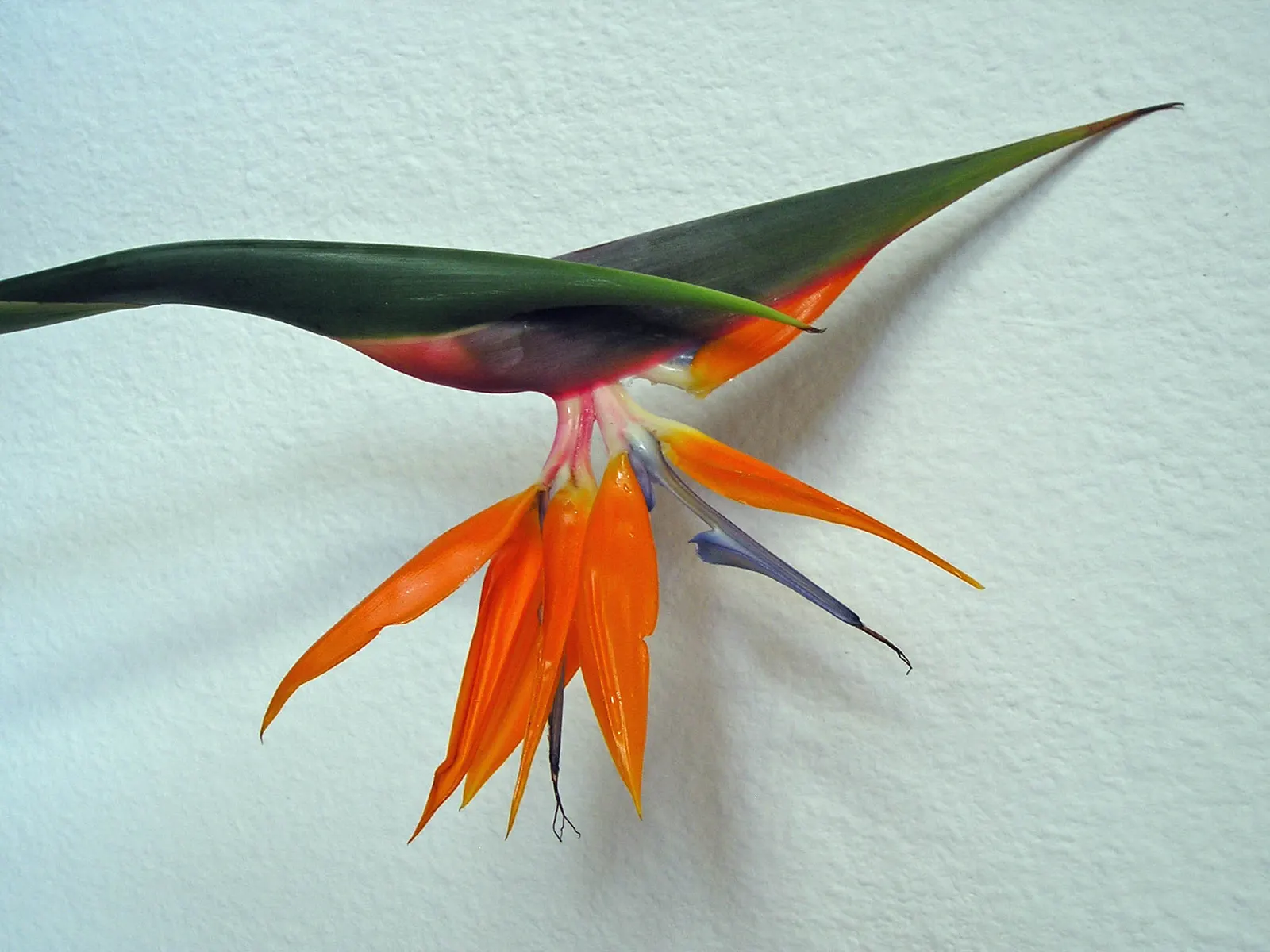 Bird Of Paradise (Strelitzia Reginae) — providing an additional layer of interest