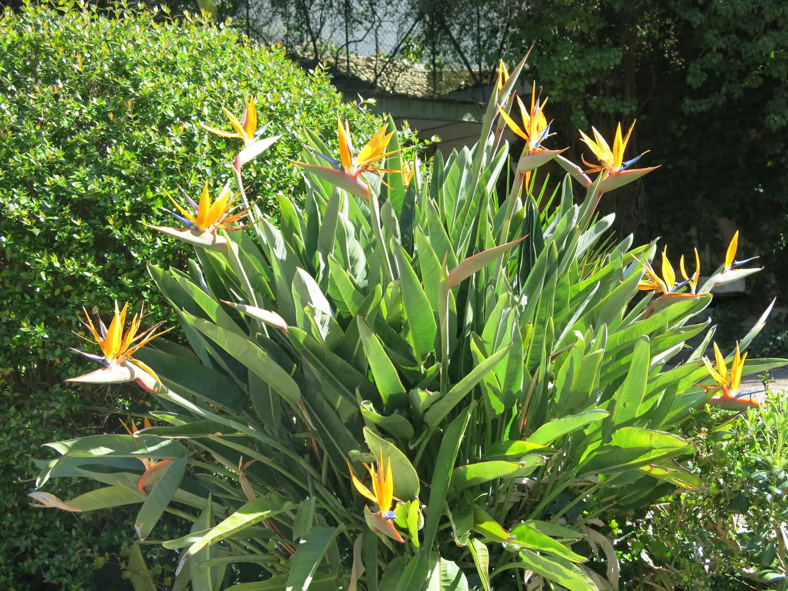 Bird Of Paradise (Strelitzia Reginae) — Hardiness zones range from 9b through 11; consistent moisture will promote lush foliage and more vibrant blooms