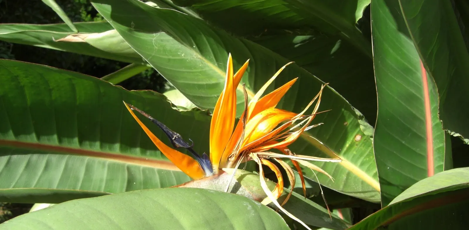 Bird Of Paradise (Strelitzia Reginae) — considering its eventual spread