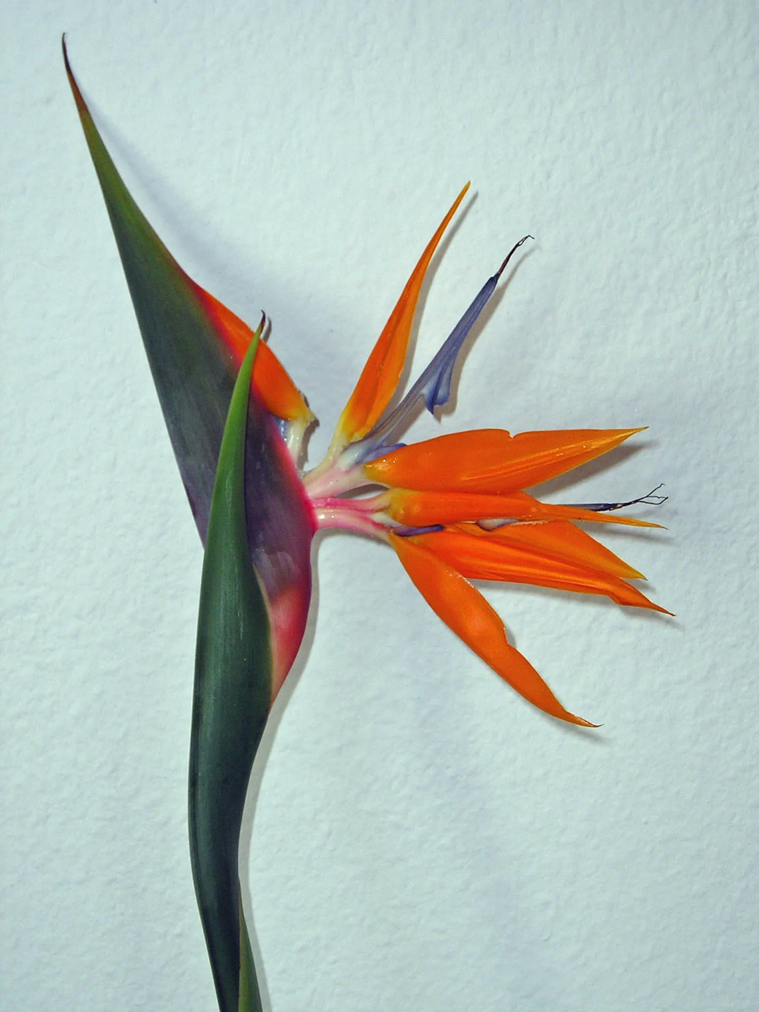 Bird Of Paradise (Strelitzia Reginae) — Proper spacing should be allocated