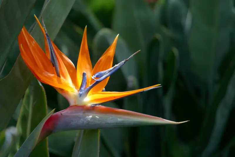 Bird Of Paradise (Strelitzia Reginae) — This striking plant is native to South Africa and is known for its unique bloom; blade-like leaves reaching 4-6 feet