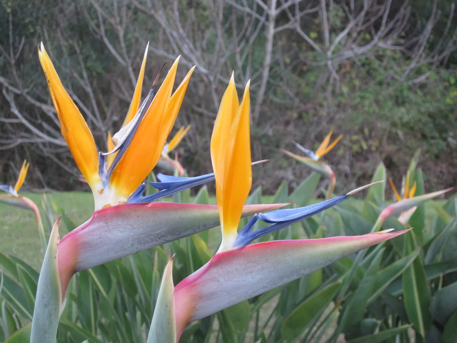 Bird Of Paradise (Strelitzia Reginae) — multi-colored and orange flowers in the garden