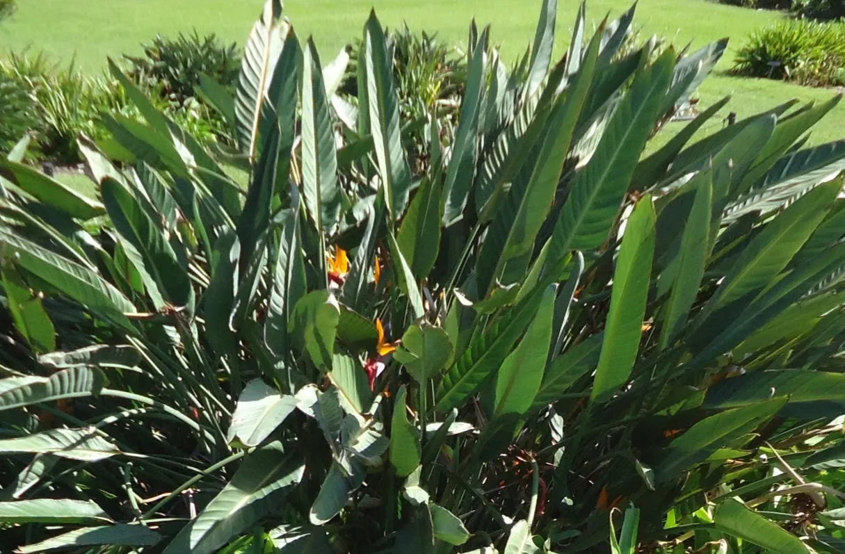 Bird Of Paradise (Strelitzia Reginae) — While the plant prefers a full sun or partial shade location; consistent moisture will promote lush foliage and more