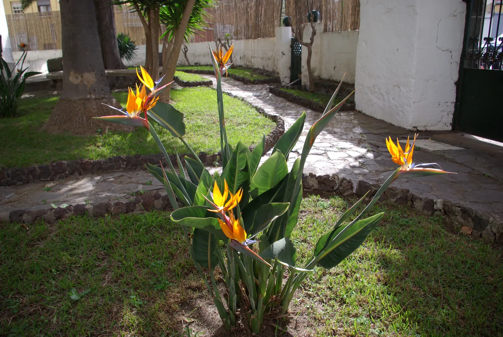 Bird Of Paradise (Strelitzia Reginae) — shrub with multi-colored and orange blooms