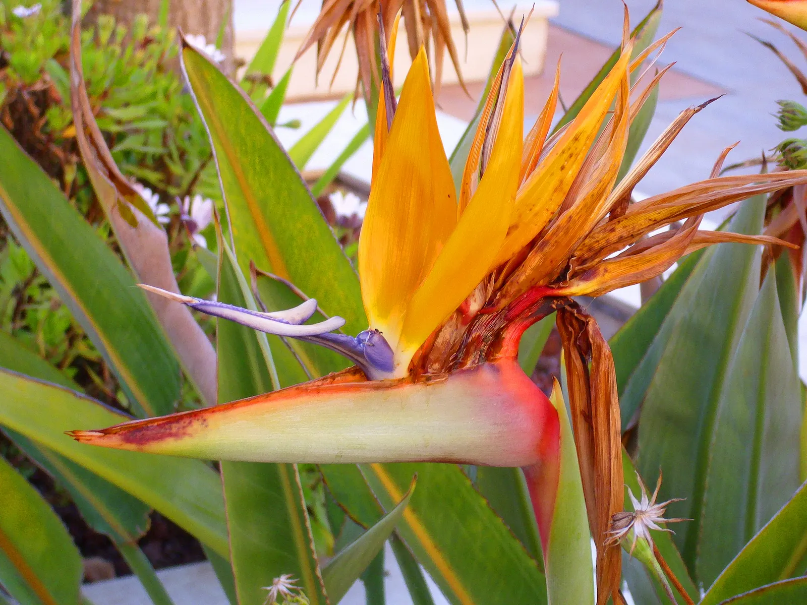 Bird Of Paradise (Strelitzia Reginae) — shrub for full or half