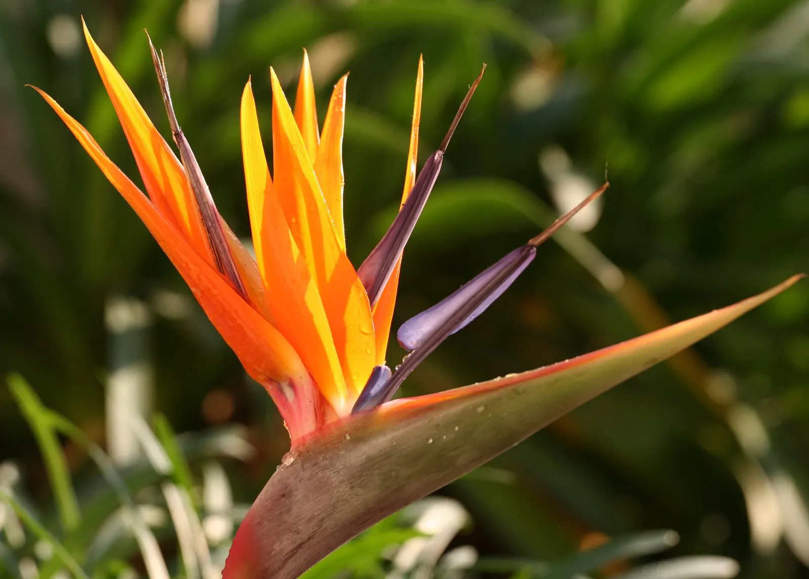 Bird Of Paradise (Strelitzia Reginae) — it requires minimal maintenance and can withstand brief cold snaps; the flowers consist of vivid orange and blue hues