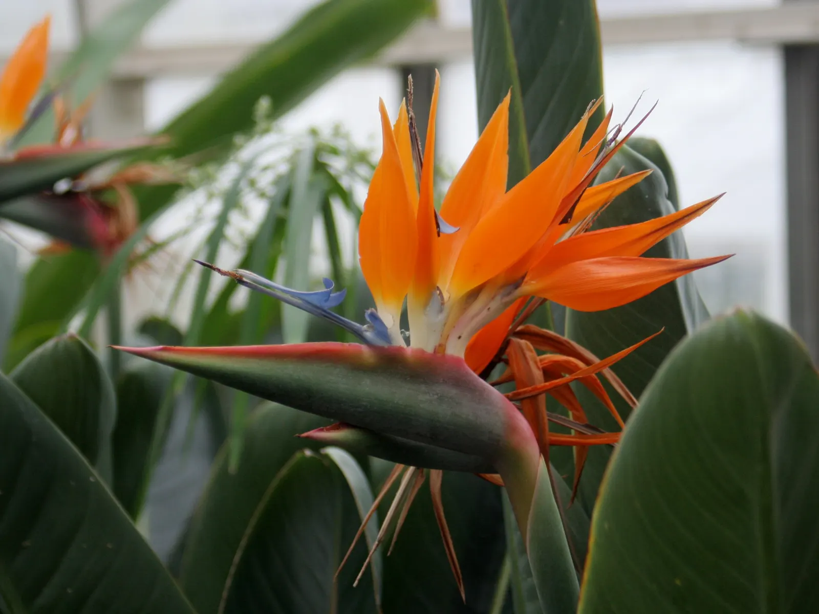 Bird Of Paradise (Strelitzia Reginae) — or as an anchor in island plantings