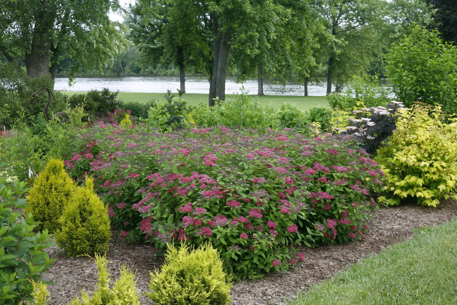 Red Spirea (Spiraea japonica) — It forms a dense mound 24-36 inches tall and wide