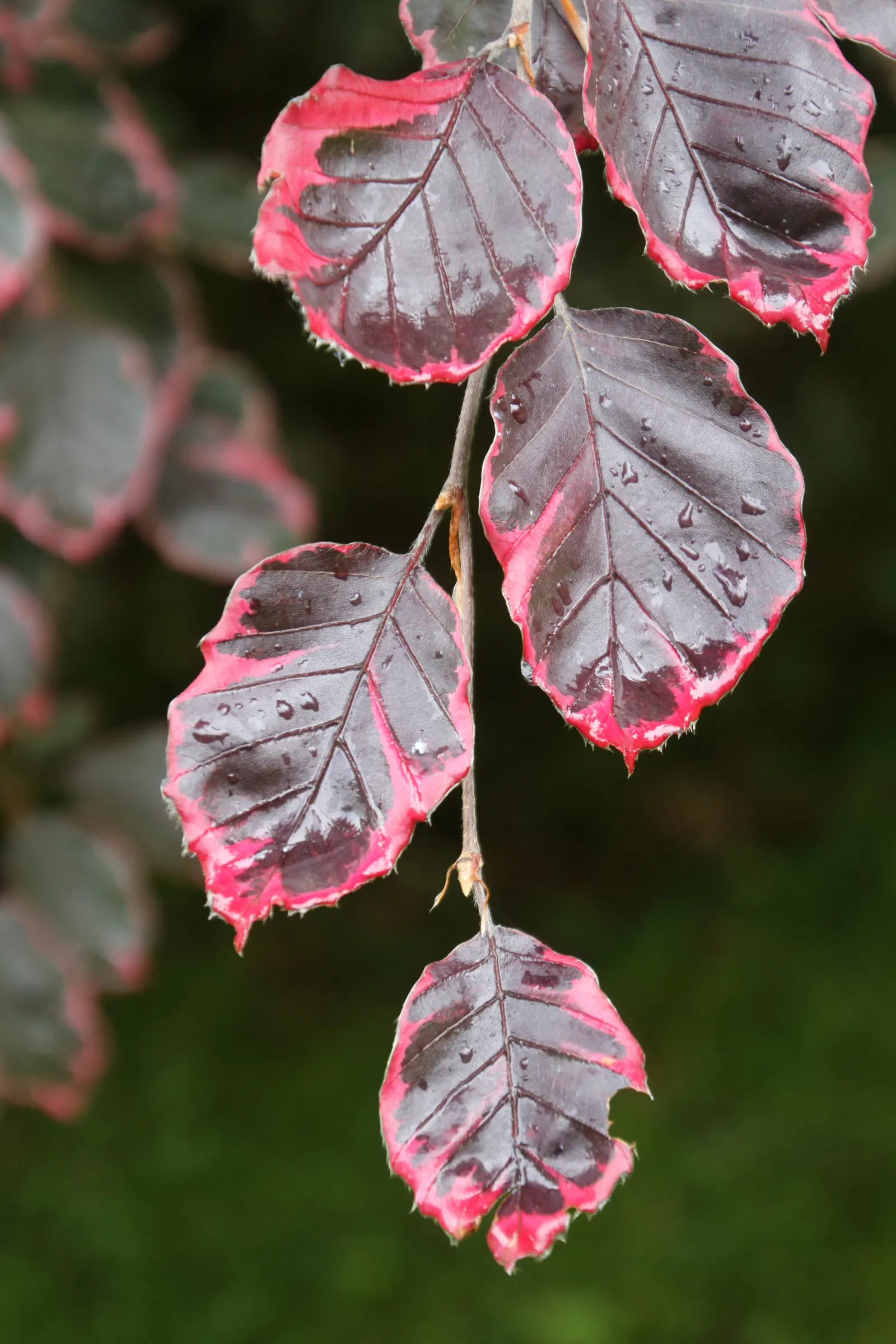 Tricolor European Beech (Fagus Sylvatica 'Tricolor') — The leaves are elliptical