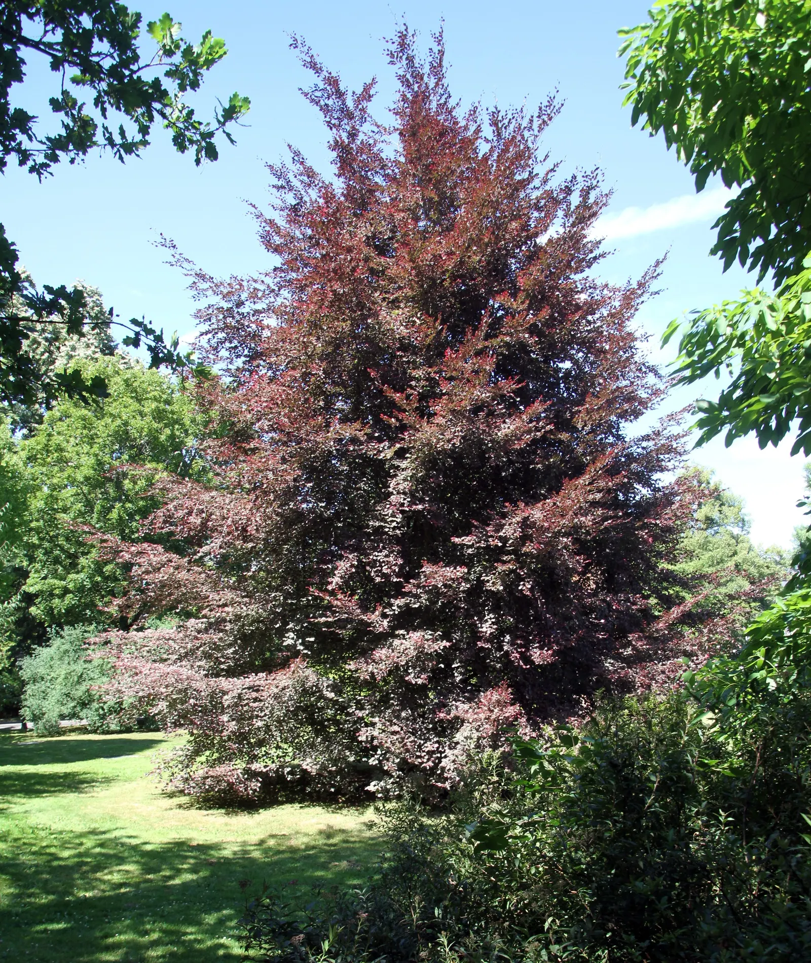 Tricolor European Beech (Fagus Sylvatica 'Tricolor') — This cultivar of the common beech is known for its unique leaves; it is hardy in USDA zones, image 41