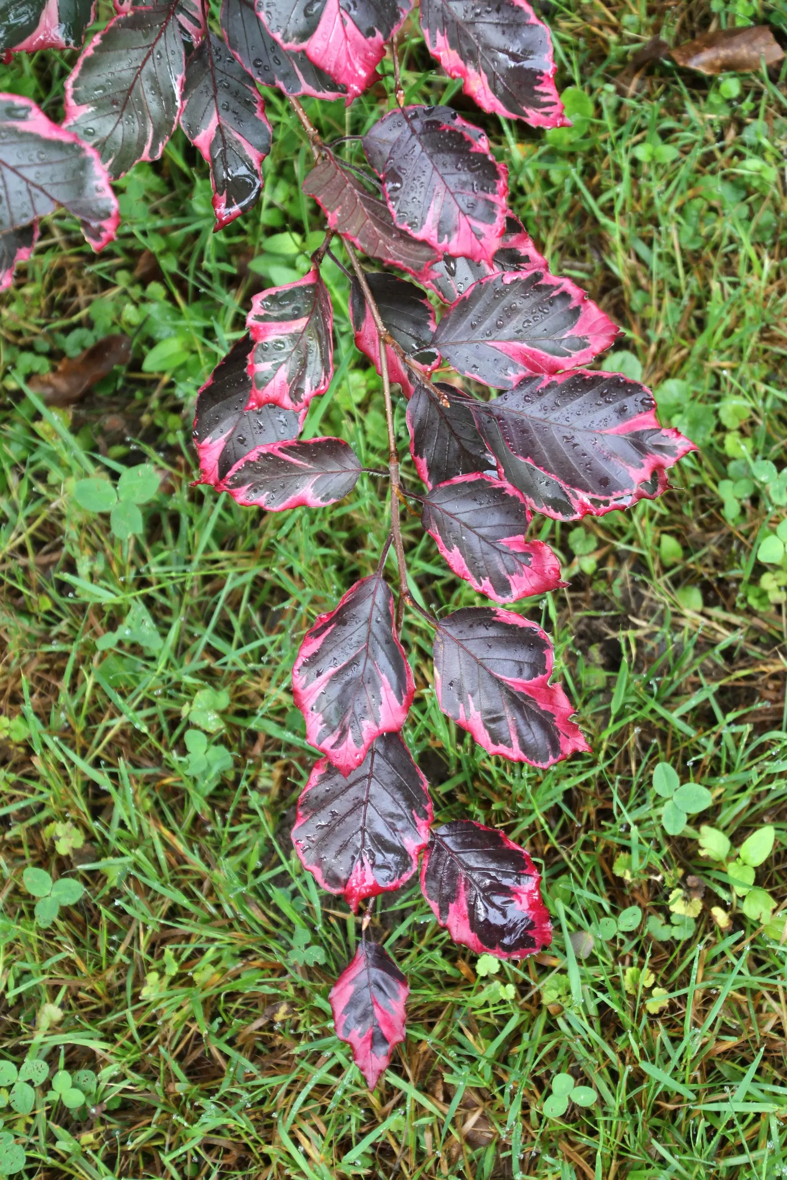 Tricolor European Beech (Fagus Sylvatica 'Tricolor') — Its color and form can be complemented by evergreen shrubs