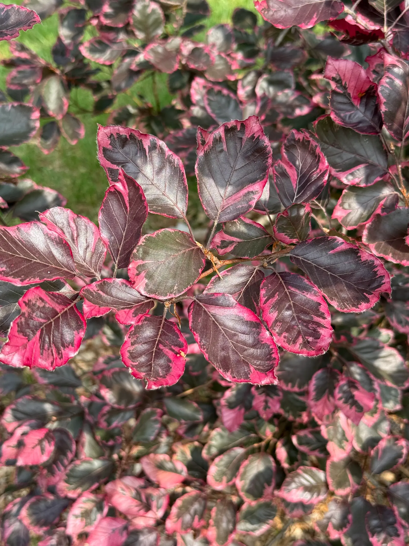 Tricolor European Beech (Fagus Sylvatica 'Tricolor') — which boast a blend of purple; it makes an excellent focal point in landscape designs
