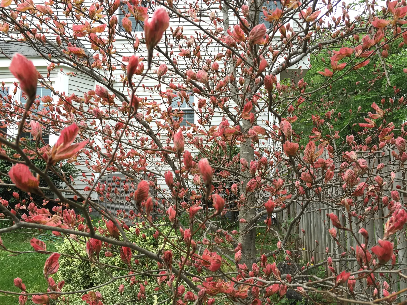 Tricolor European Beech (Fagus Sylvatica 'Tricolor') — the Tricolor Beech forms a rounded