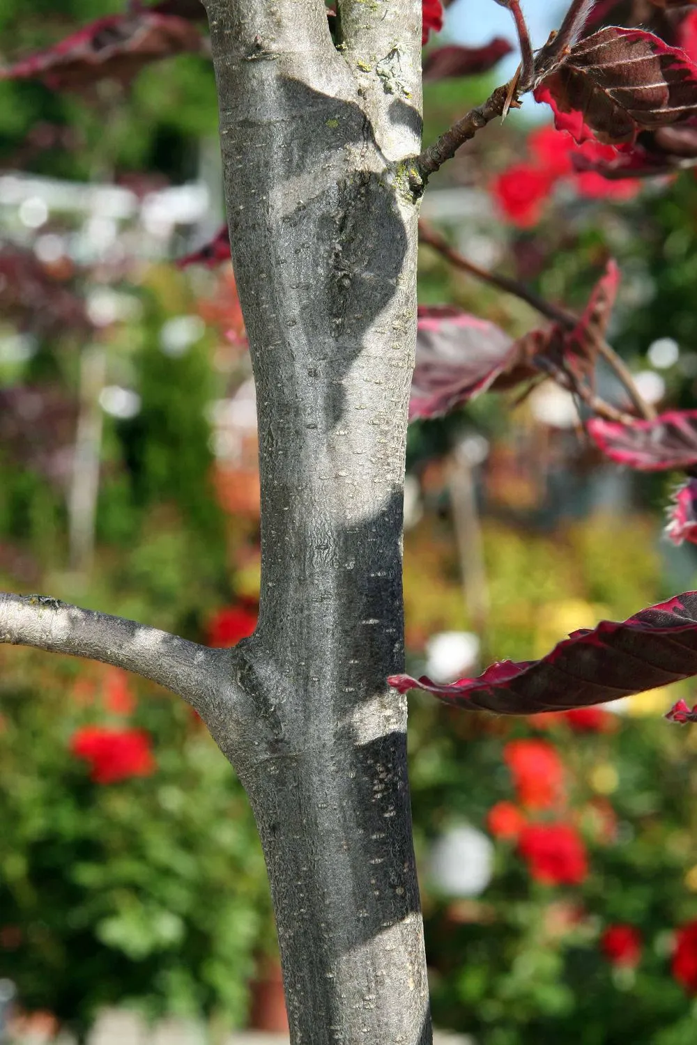 Tricolor European Beech (Fagus Sylvatica 'Tricolor') — The leaves are elliptical; or perennial flowers that appreciate similar growing conditions