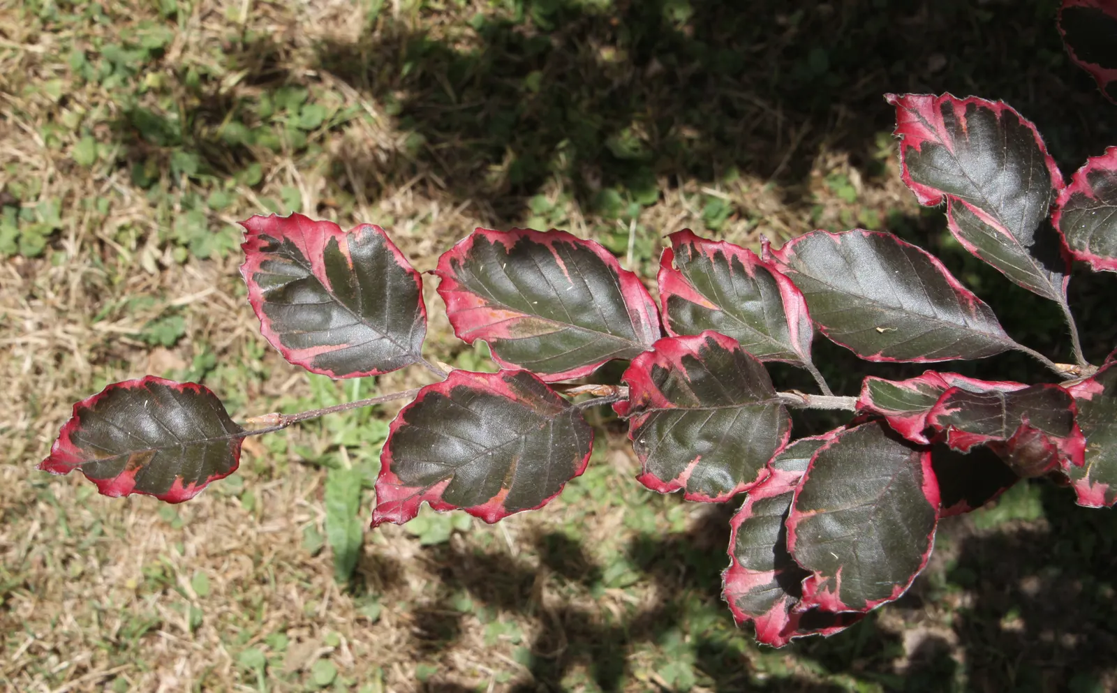 Tricolor European Beech (Fagus Sylvatica 'Tricolor') — dense canopy making it an exceptional specimen tree for medium-sized landscapes; this slow-growing