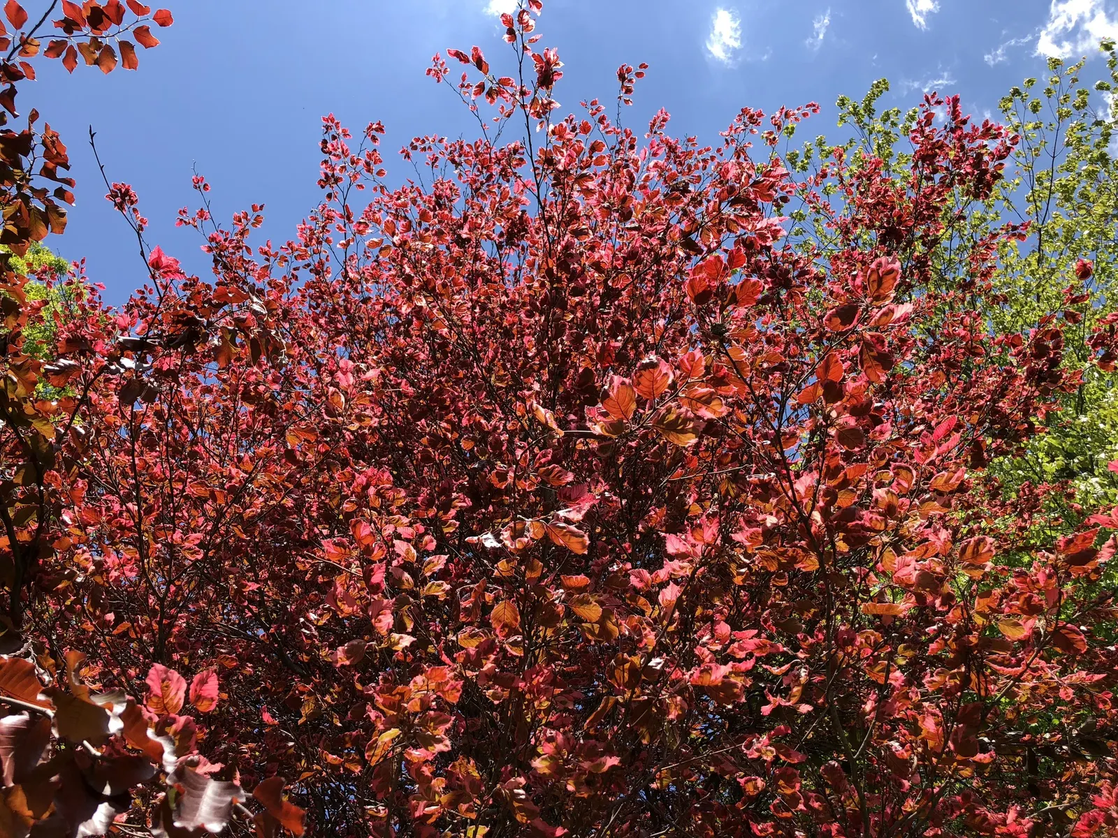 Tricolor European Beech (Fagus Sylvatica 'Tricolor') — providing a captivating display from spring through fall; the Tricolor Beech forms a rounded, image 43