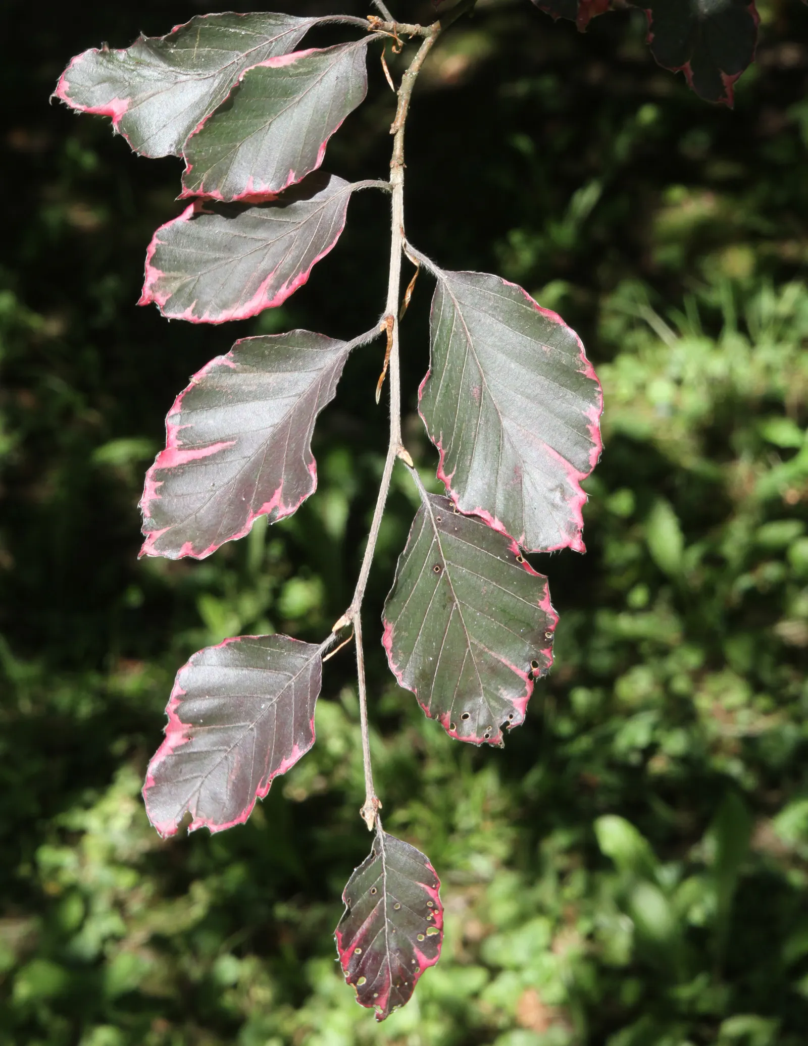 Tricolor European Beech (Fagus Sylvatica 'Tricolor') — with wavy edges and a slight gloss; which boast a blend of purple, image 45