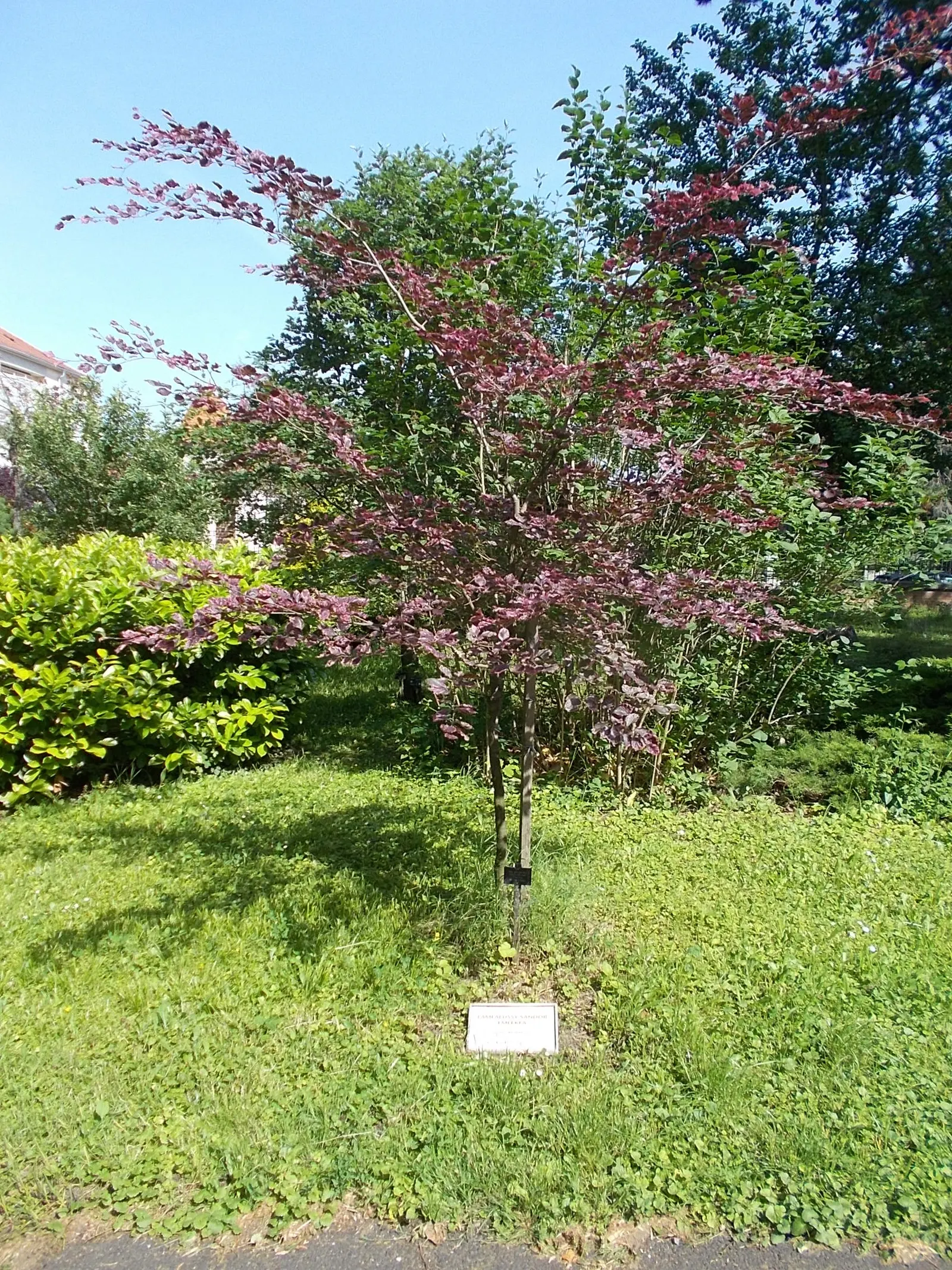 Tricolor European Beech (Fagus Sylvatica 'Tricolor') — It grows to an approximate height of 30 feet with a spread of 20 feet; offering year-round visual