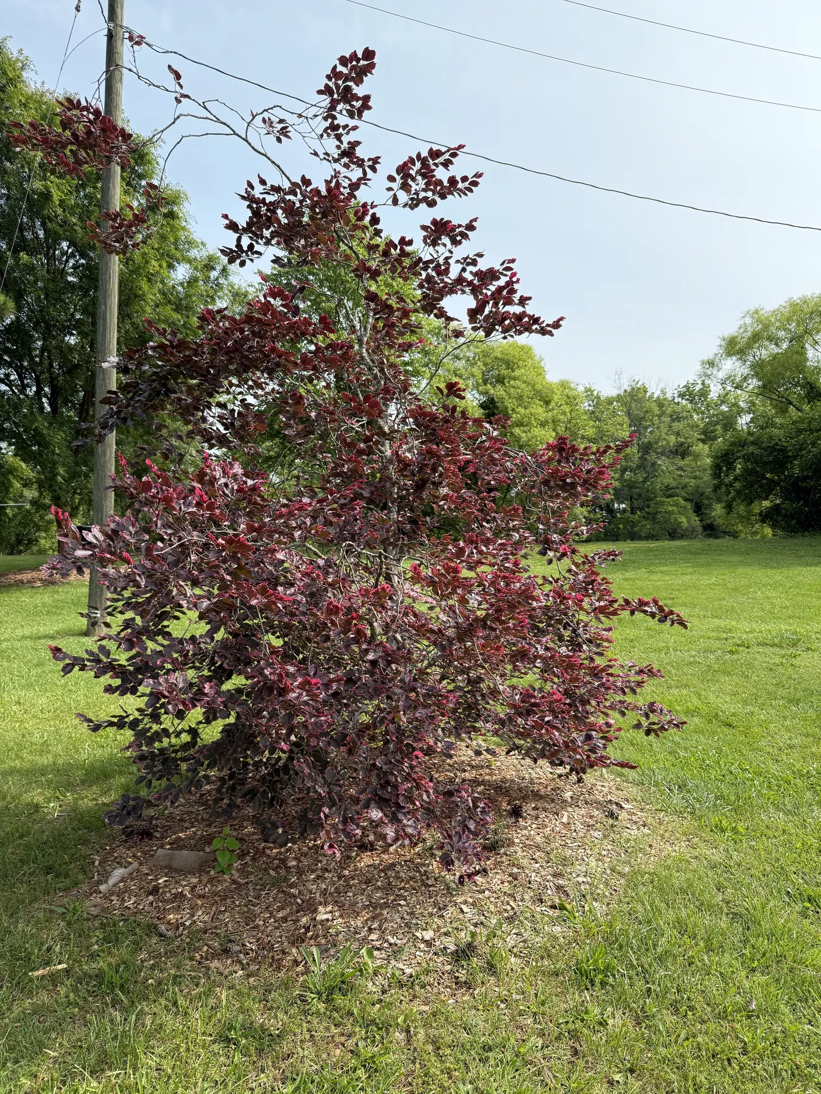 Tricolor European Beech (Fagus Sylvatica 'Tricolor') — It grows to an approximate height of 30 feet with a spread of 20 feet