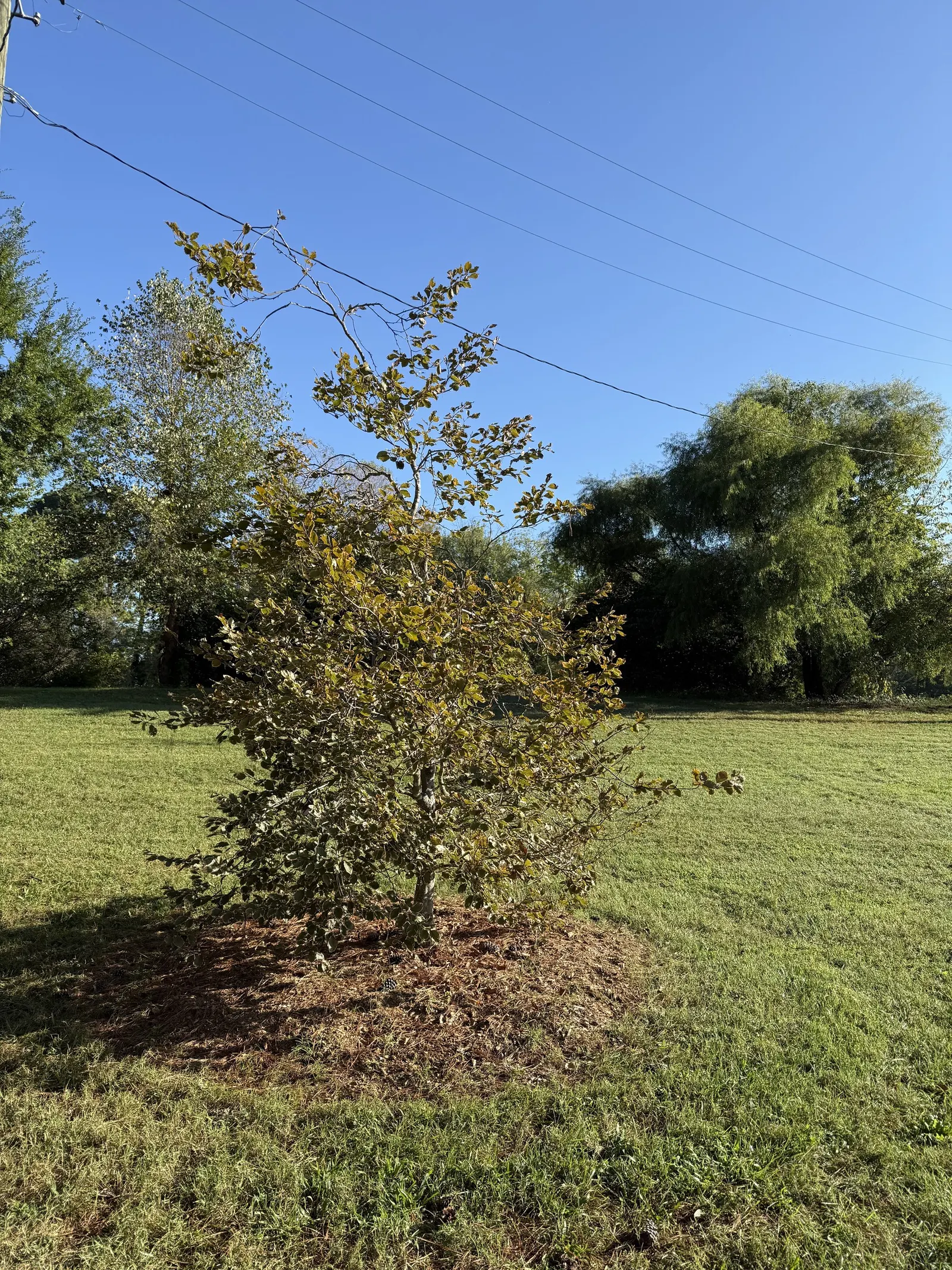 Tricolor European Beech (Fagus Sylvatica 'Tricolor') — tree for full or half