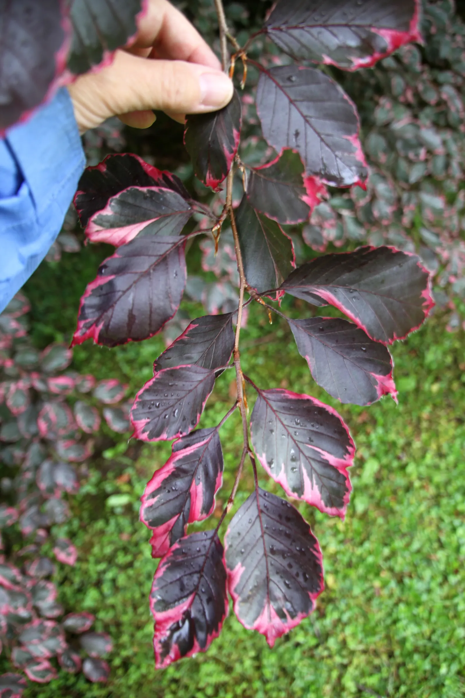 Tricolor European Beech (Fagus Sylvatica 'Tricolor') — It is hardy in USDA zones 4 through 7, adapting well to a variety of climate conditions