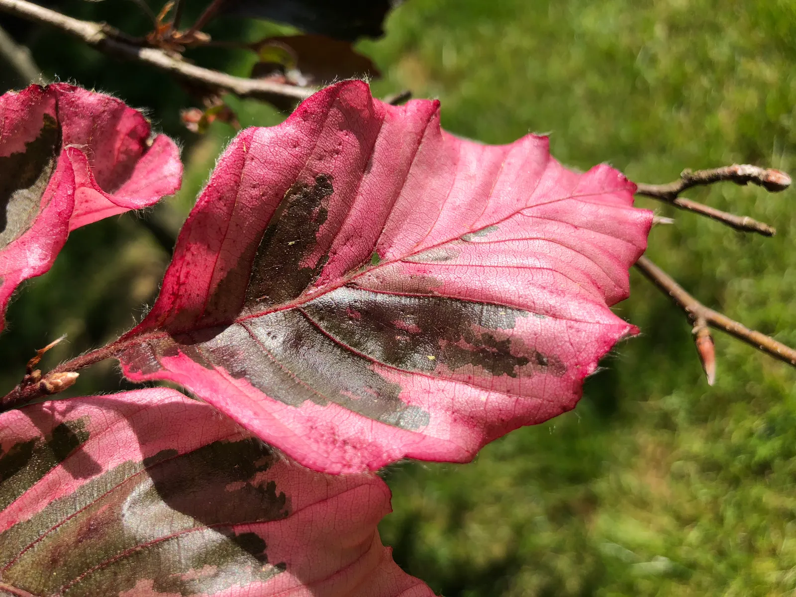 Tricolor European Beech (Fagus Sylvatica 'Tricolor') — It makes an excellent focal point in landscape designs