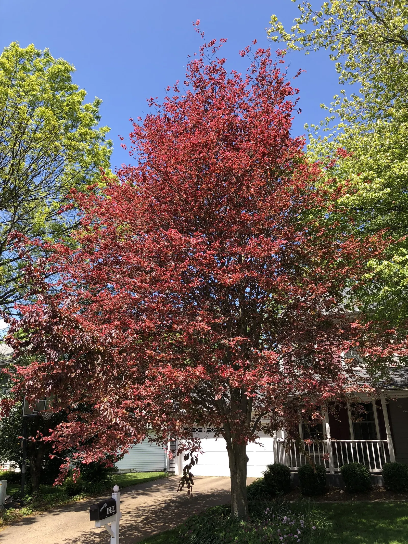 Tricolor European Beech (Fagus Sylvatica 'Tricolor') — offering year-round visual interest with its unique leaf coloration and smooth; providing a, image 40