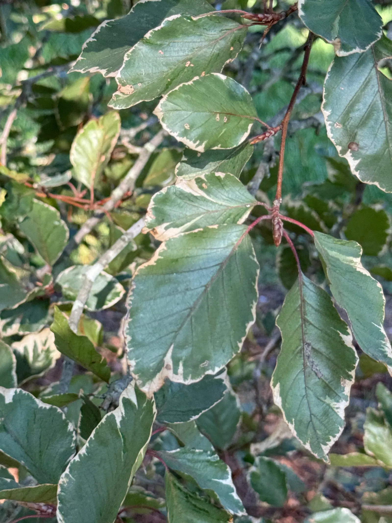 Tricolor European Beech (Fagus Sylvatica 'Tricolor') — consider its striking foliage as a focal point