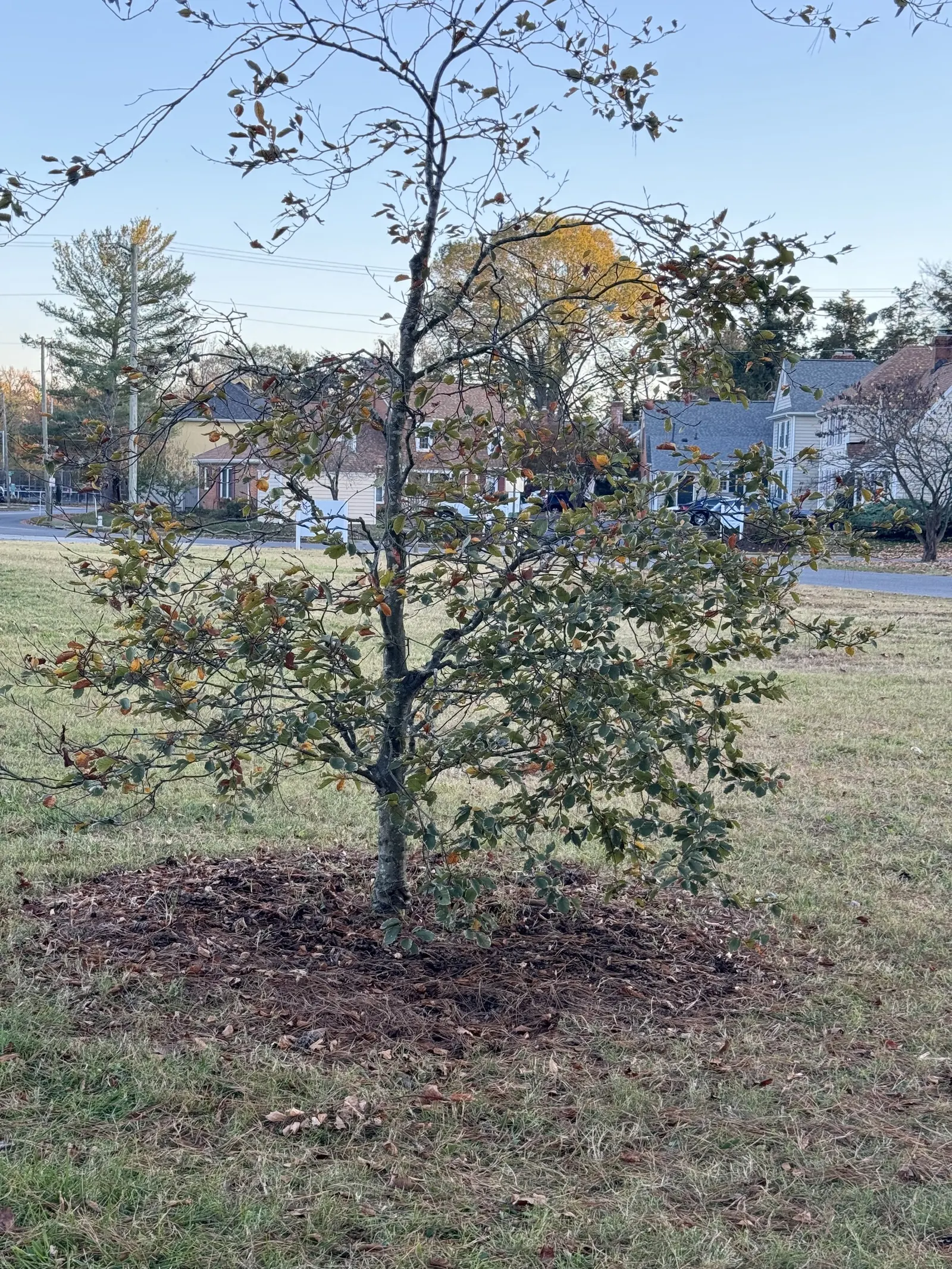 Tricolor European Beech (Fagus Sylvatica 'Tricolor') — Its color and form can be complemented by evergreen shrubs; it grows to an approximate height of 30 feet