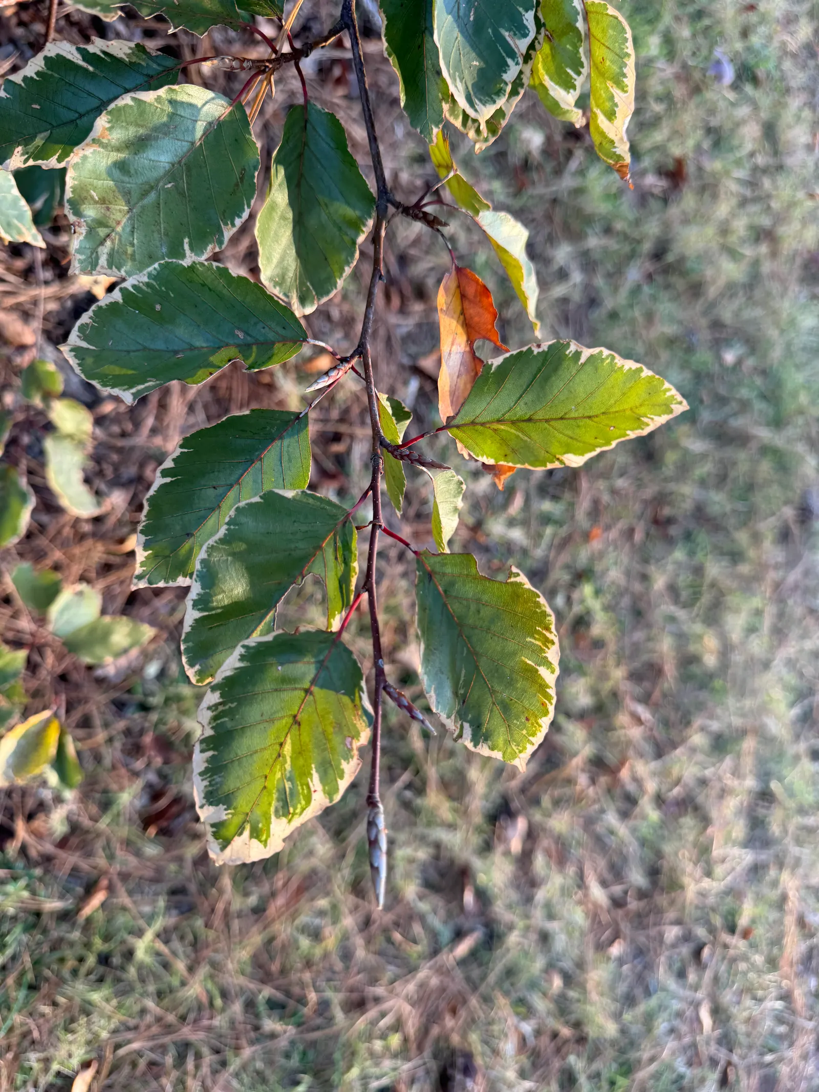 Tricolor European Beech (Fagus Sylvatica 'Tricolor') — which boast a blend of purple