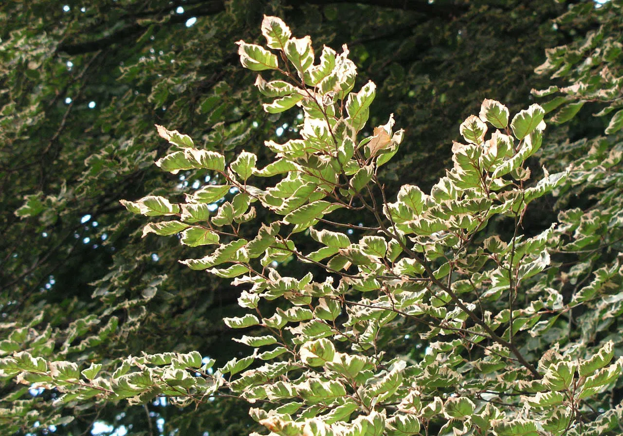 Tricolor European Beech (Fagus Sylvatica 'Tricolor') — It makes an excellent focal point in landscape designs; tree for full or half, image 39