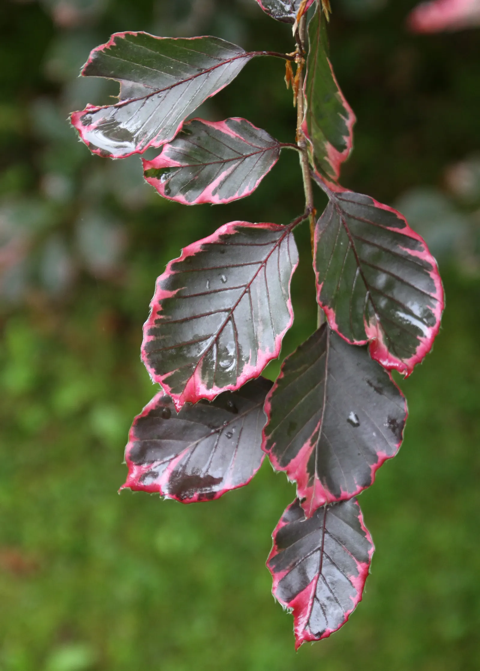Tricolor European Beech (Fagus Sylvatica 'Tricolor') — offering year-round visual interest with its unique leaf coloration and smooth; providing a captivating