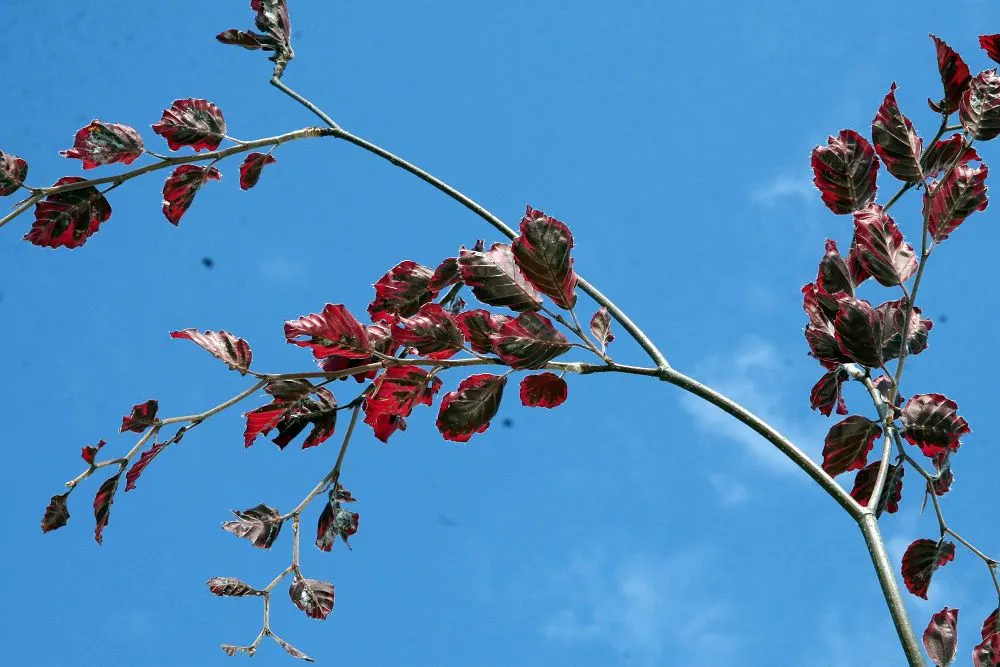 Tricolor European Beech (Fagus Sylvatica 'Tricolor') — tree for full or half; consider its striking foliage as a focal point