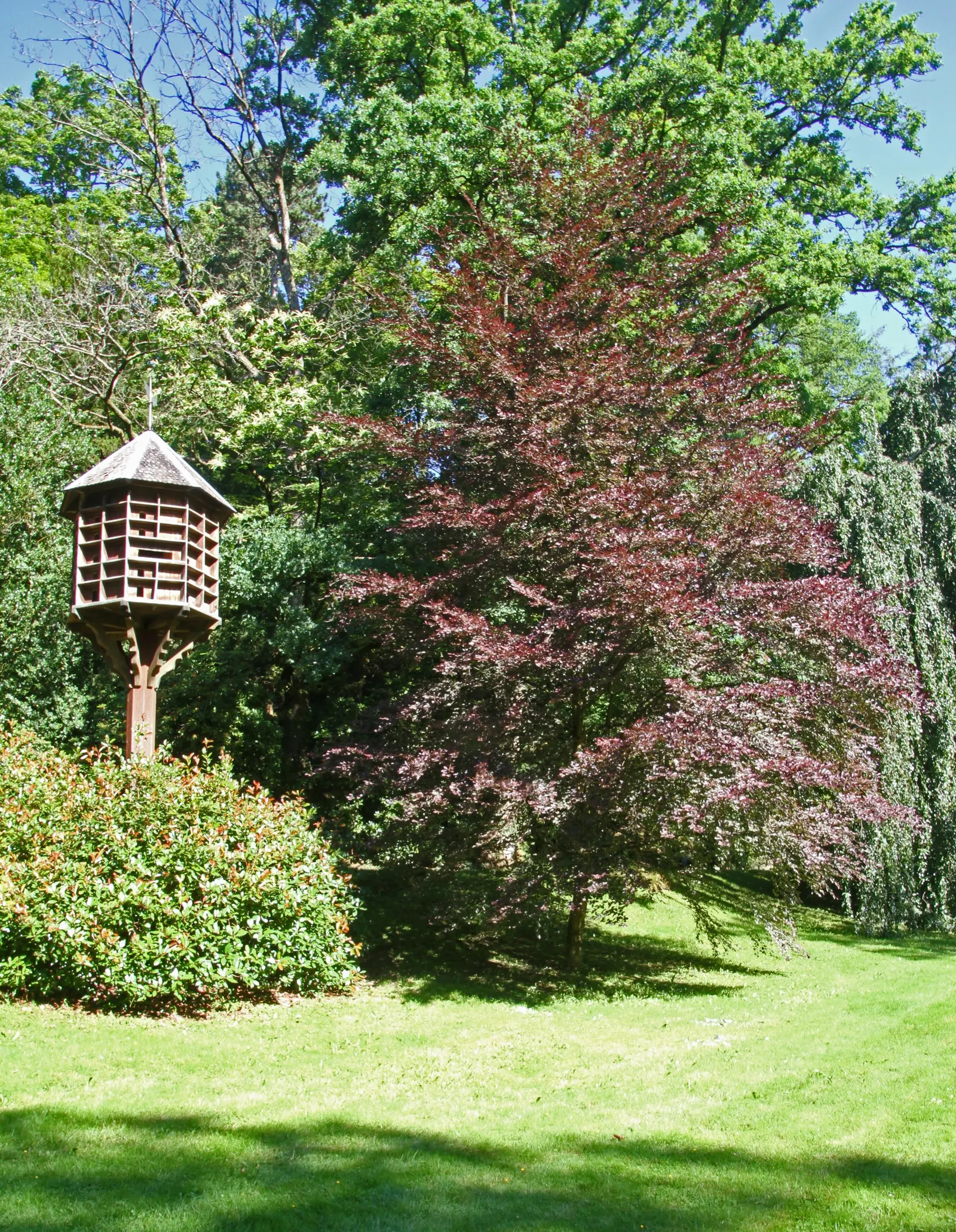 Tricolor European Beech (Fagus Sylvatica 'Tricolor') — providing a captivating display from spring through fall; the Tricolor Beech forms a rounded