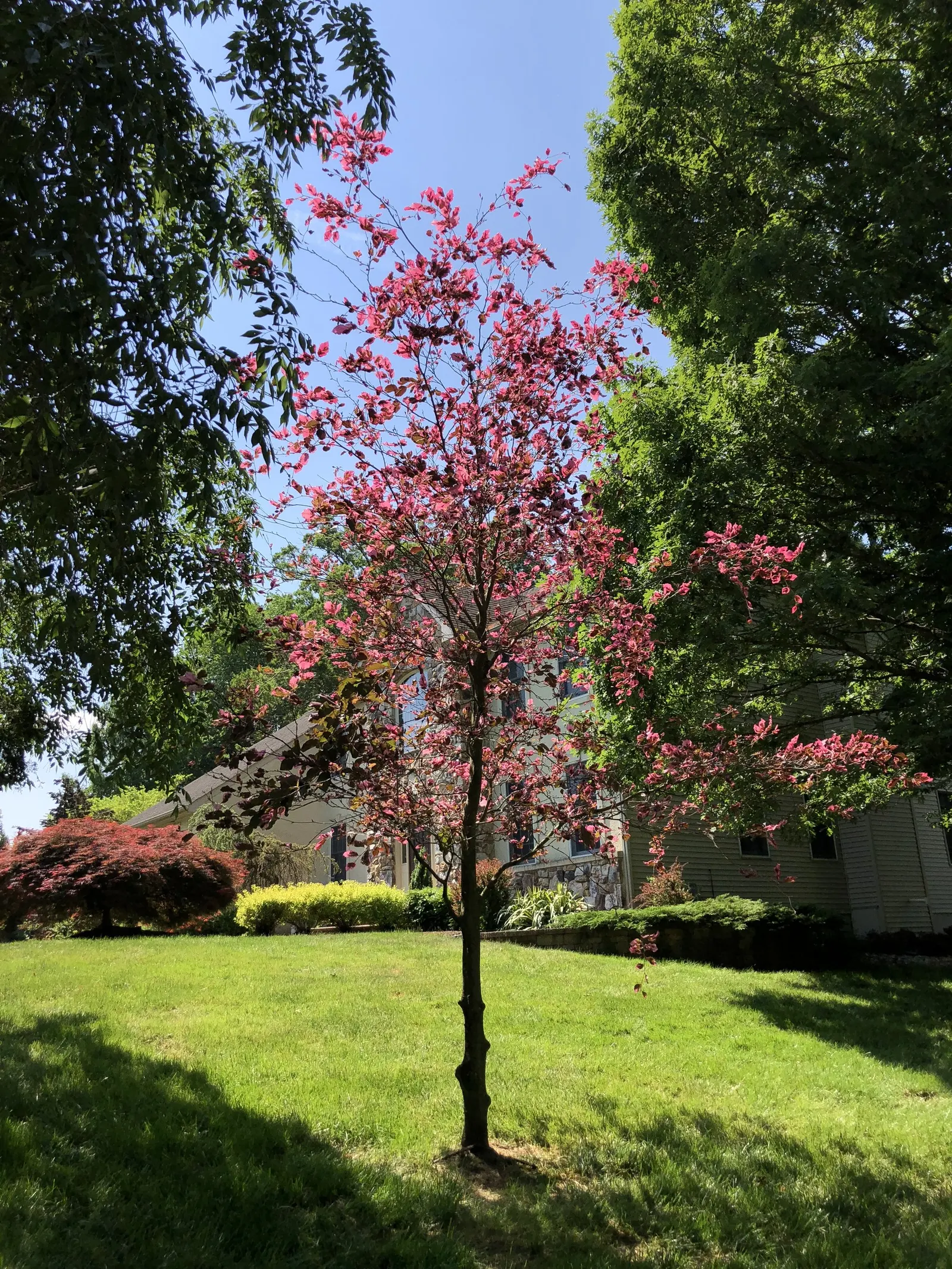 Tricolor European Beech (Fagus Sylvatica 'Tricolor') — It is hardy in USDA zones 4 through 7, adapting well to a variety of climate conditions; this cultivar