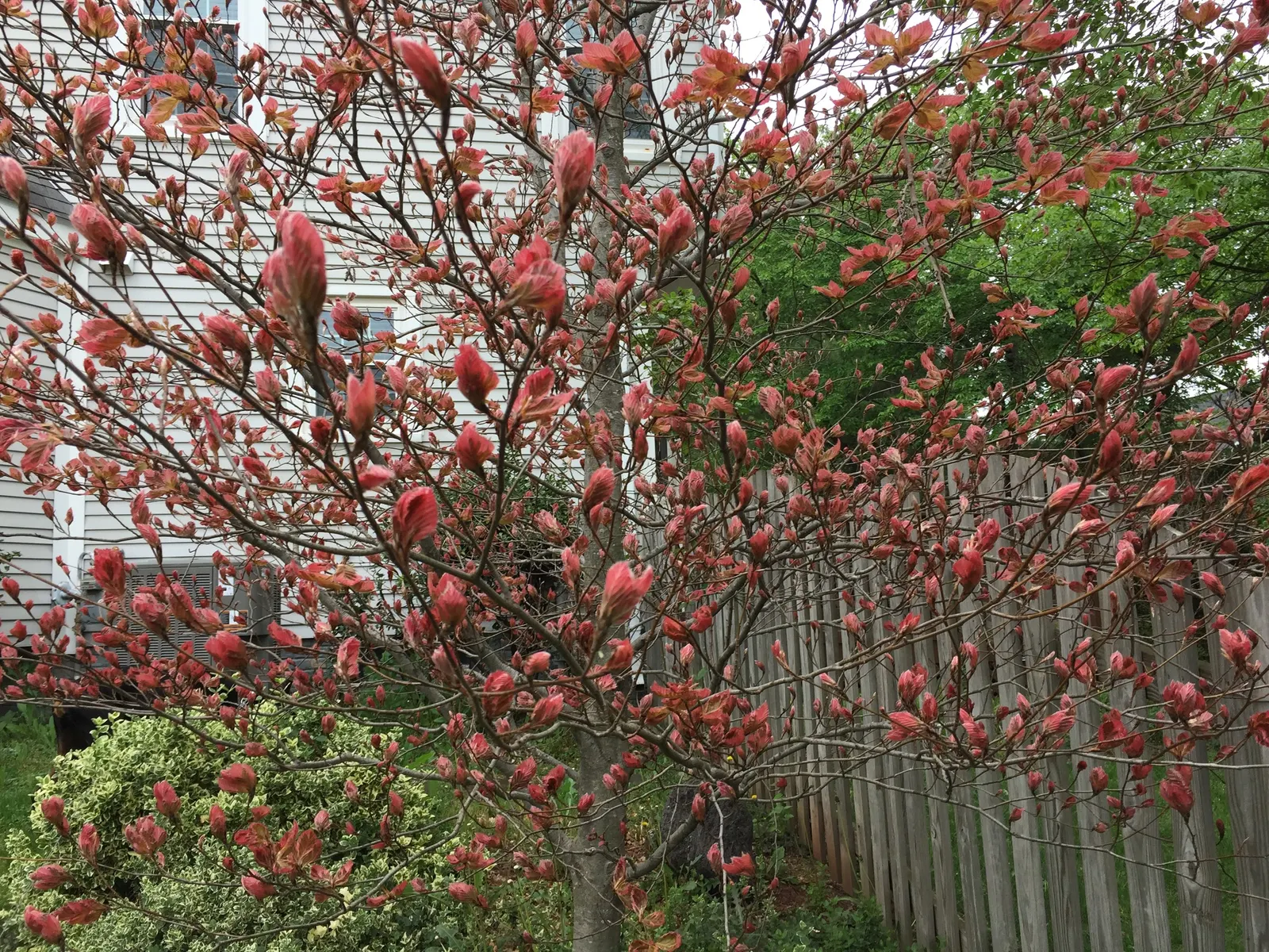 Tricolor European Beech (Fagus Sylvatica 'Tricolor') — providing a captivating display from spring through fall