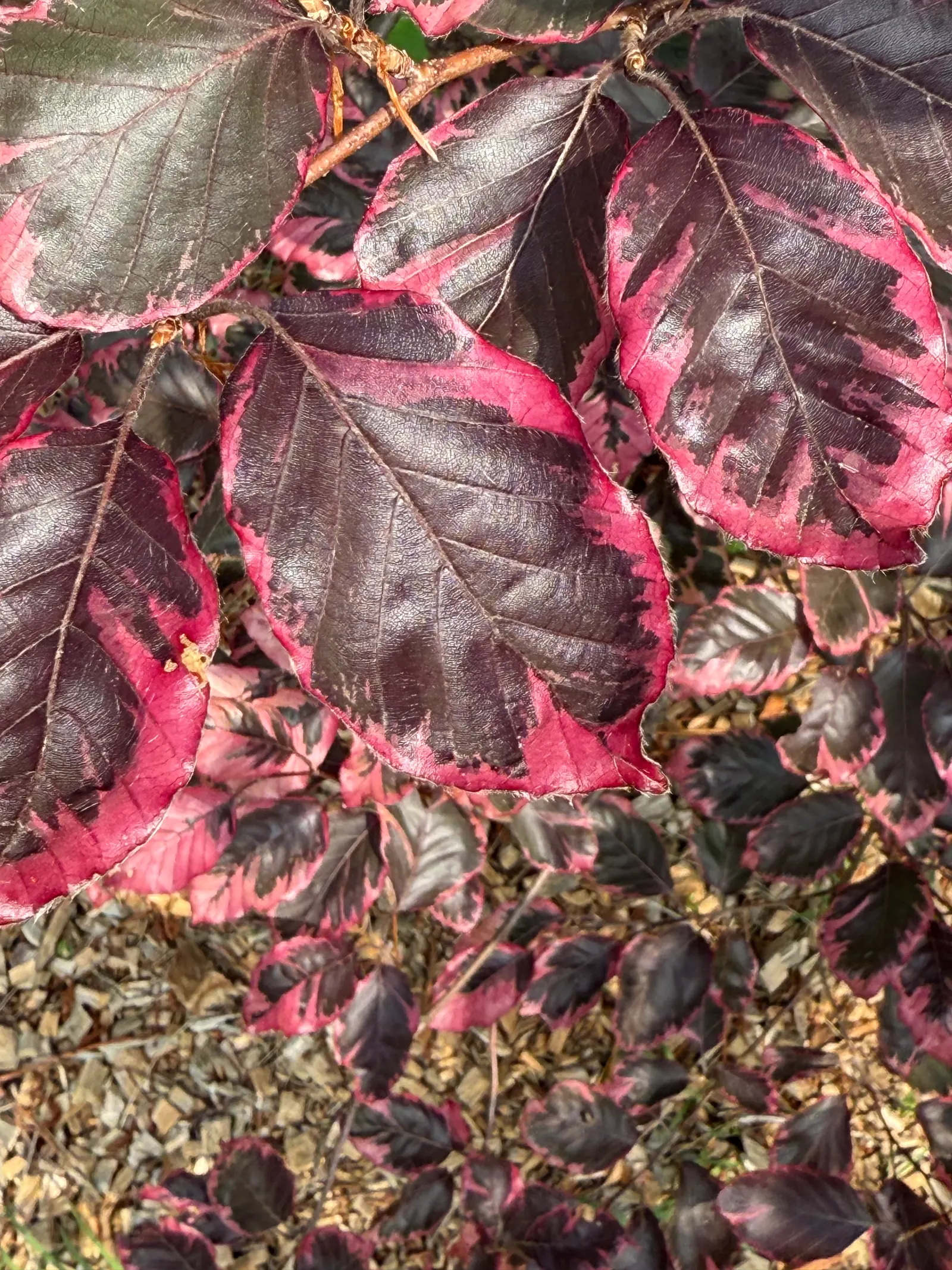 Tricolor European Beech (Fagus Sylvatica 'Tricolor') — It makes an excellent focal point in landscape designs; tree for full or half
