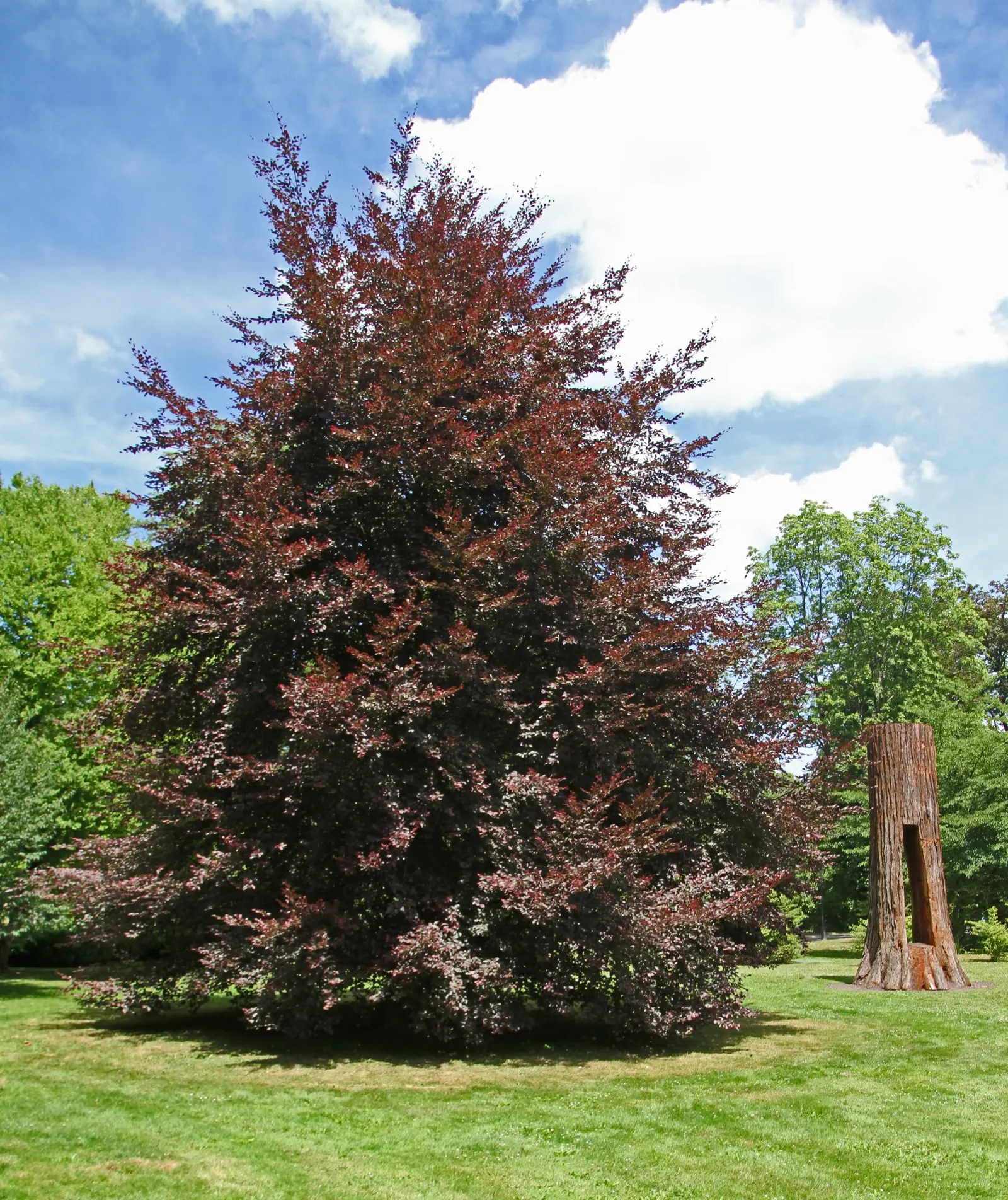 Tricolor European Beech (Fagus Sylvatica 'Tricolor') — This slow-growing specimen prefers well-drained soil and partial shade to full sun