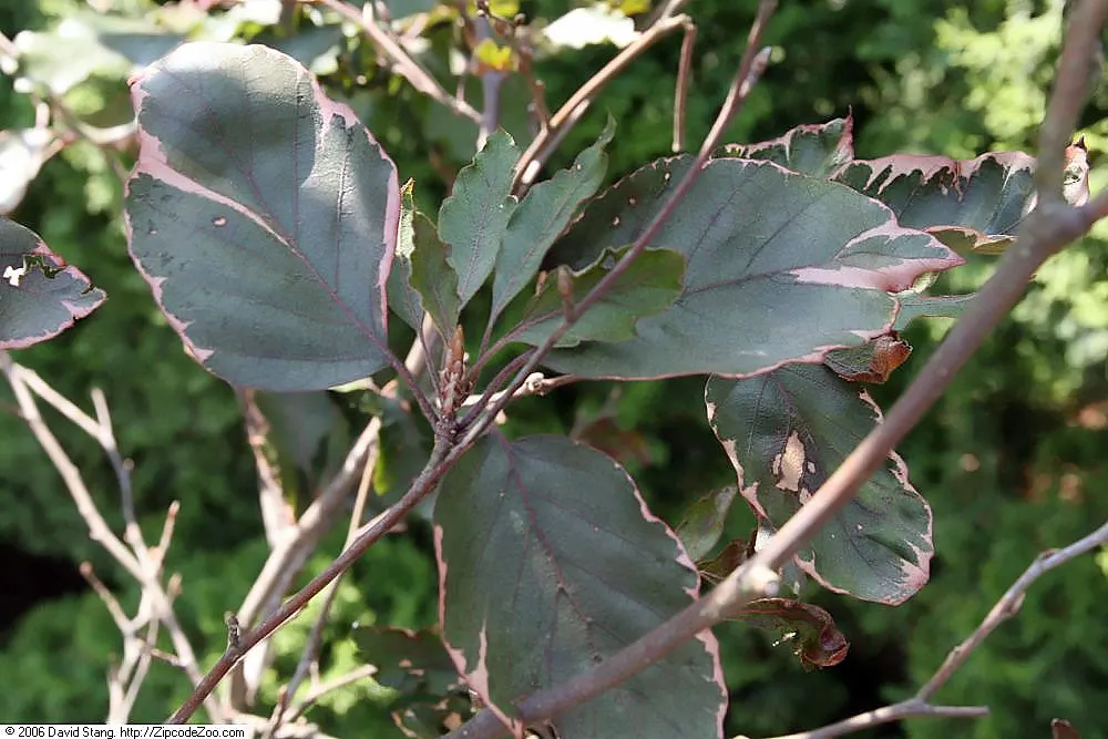 Tricolor European Beech (Fagus Sylvatica 'Tricolor') — the Tricolor Beech forms a rounded; thereafter, it requires only occasional watering, tolerating